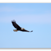 Aquila calva in volo