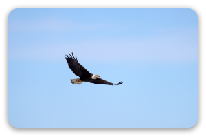Aquila calva in volo