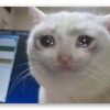 Cry cat