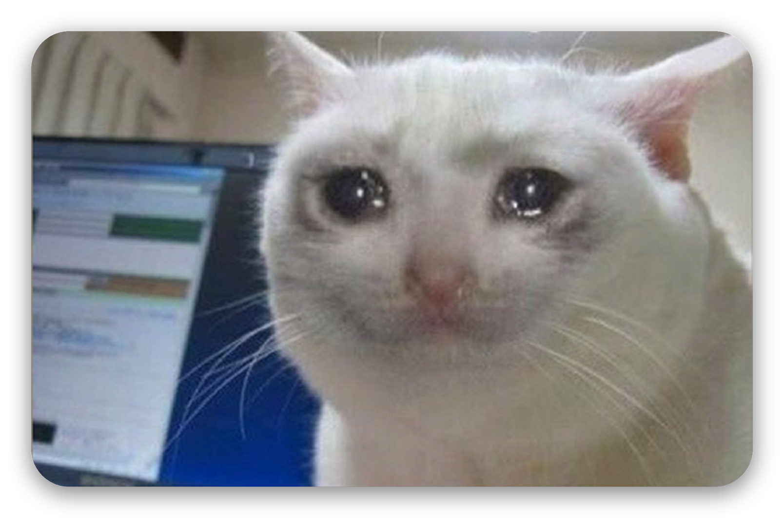Cry cat
