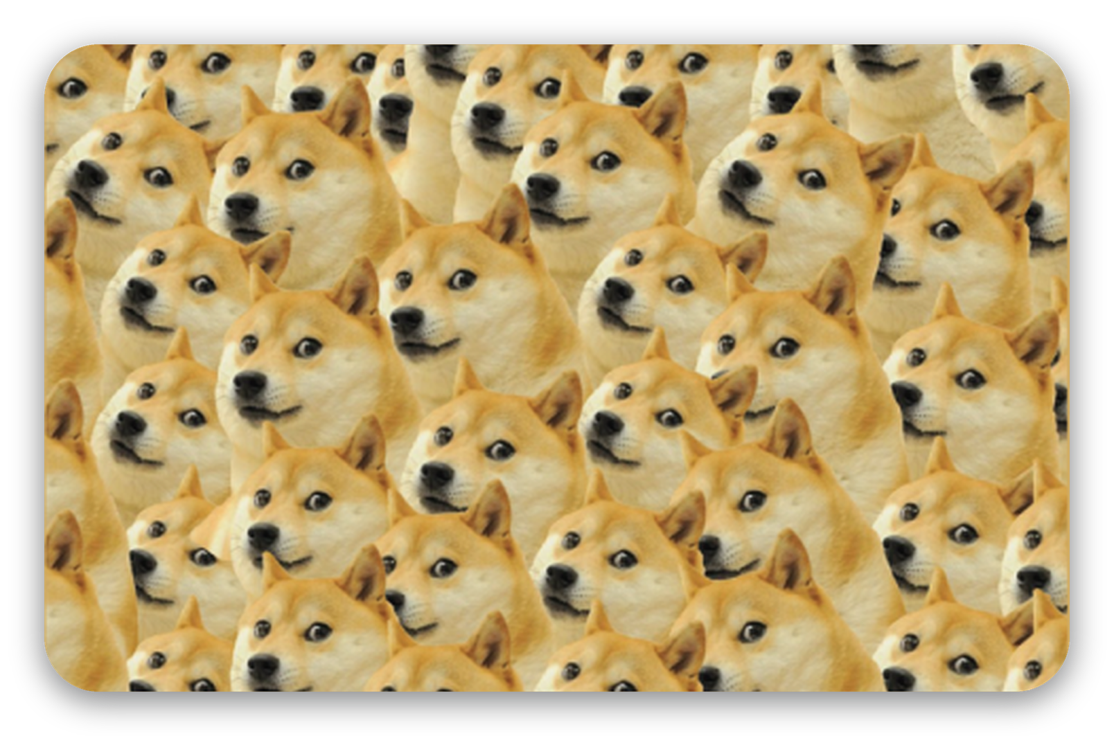 Doge