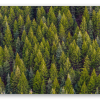 Foresta