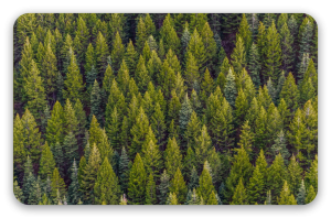 Foresta