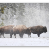 Bisonte nella neve