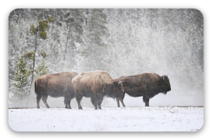 Bisonte nella neve