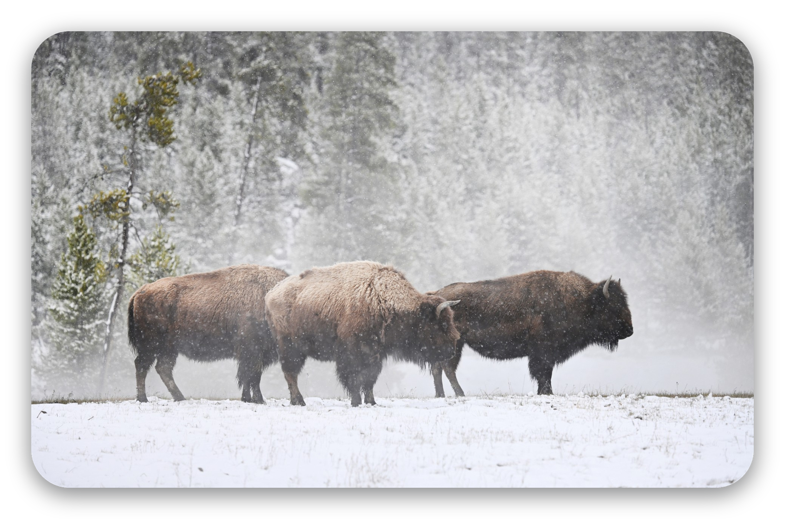 Bisonte nella neve