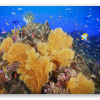 Barriera corallina