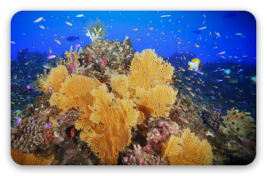 Barriera corallina