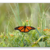 Farfalla monarca