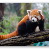Panda rosso