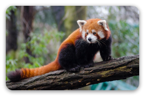 Panda rosso