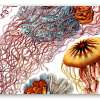 Meduse (Haeckel)