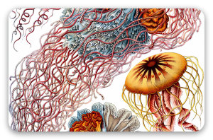 Meduse (Haeckel)