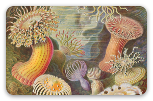 Anemoni di mare (Haeckel)