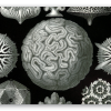 Coralli (Haeckel)