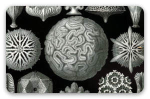 Coralli (Haeckel)