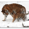 Tigre dell’Amur
