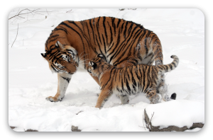 Tigre dell’Amur