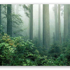 Sequoie nella nebbia
