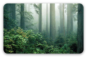 Sequoie nella nebbia