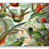 Colibrì (Haeckel)