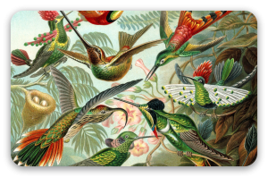 Colibrì (Haeckel)
