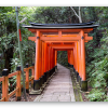 I torii di Kyoto