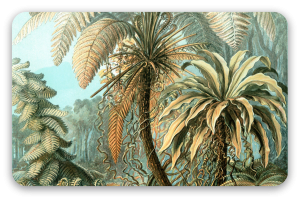 Haeckel Filicinae 92
