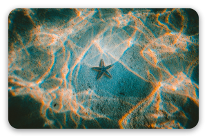 Stella marina